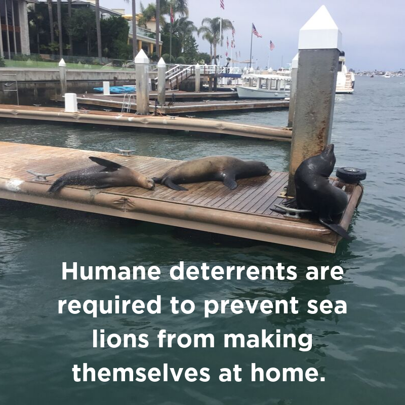 Humane deterrents are required to prevent sea lions from making themselves at home.