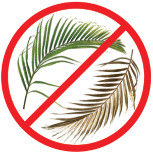 No palm Fronds